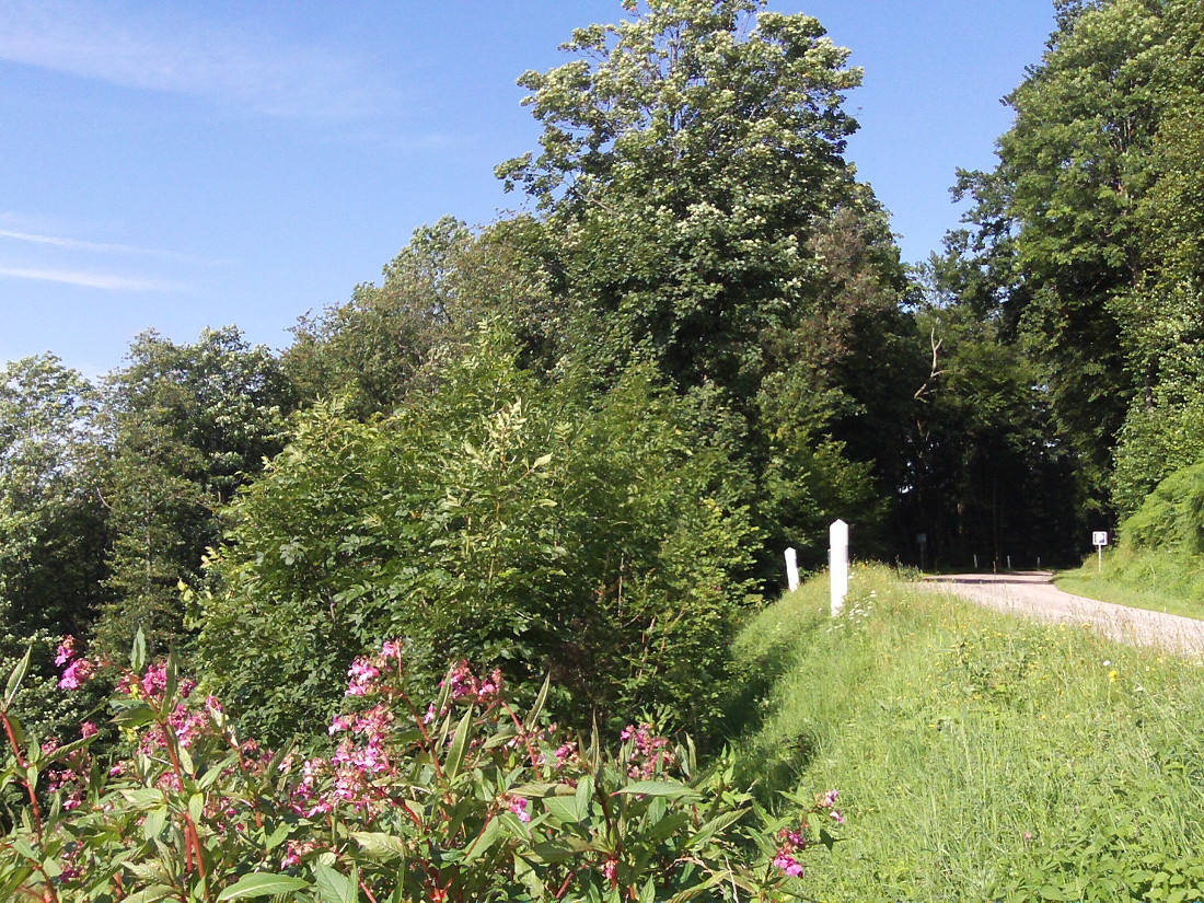 vosges route fleurs